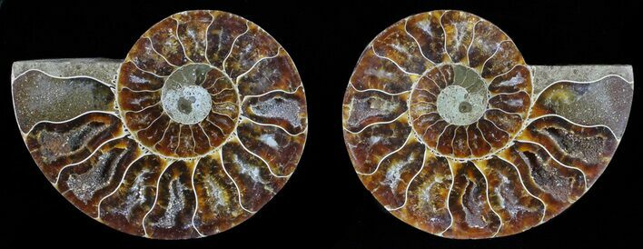 Polished Ammonite Pair - Agatized #59454
